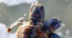 Kein Fake: Schildkröte mit zwei Köpfen entdeckt!