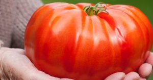 Riesige Tomaten – keine Seltenheit!