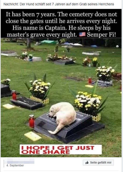 Hund schläft seit 7 Jahren auf dem Grab seines Herrchens (Faktencheck)