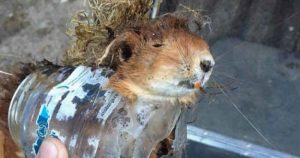 Eichhörnchen stirbt in einem Plastikbehälter.