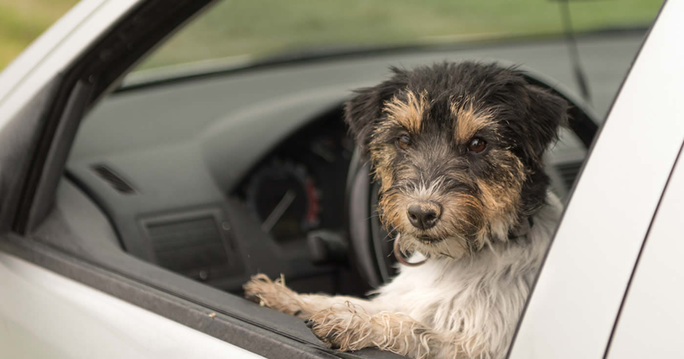 Hund in Not: Darf man die Scheibe eines Autos einfach einschlagen?