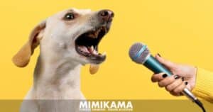 KI übersetzt Hundebellen in Echtzeit / Artikelbild: Canva