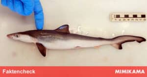 Positiv getestet: Brasilianische Haie stehen auf Koks - Bild Glomex
